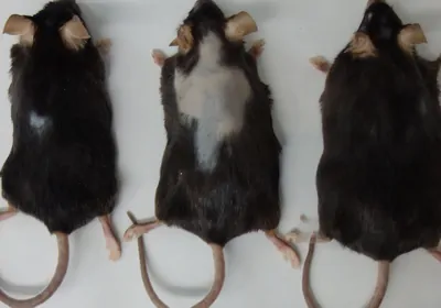 three black mice lined up next to each other. the one on the left, fed a low-fat diet, has one small bald patch, the middle mouse, fed fish oil, has a large bald spot across its shoulders and back, and the right mouse, fed cocoa butter, has no baldness. three black mice lined up next to each other. the one on the left, fed a low-fat diet, has one small bald patch, the middle mouse, fed fish oil, has a large bald spot across its shoulders and back, and the right mouse, fed cocoa butter, has no baldness.